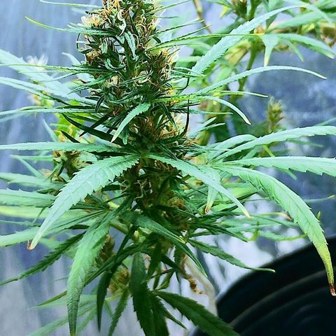 "Guerreira"🌱🪴 growlog timeline photo