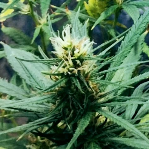 "Guerreira"🌱🪴 growlog timeline photo