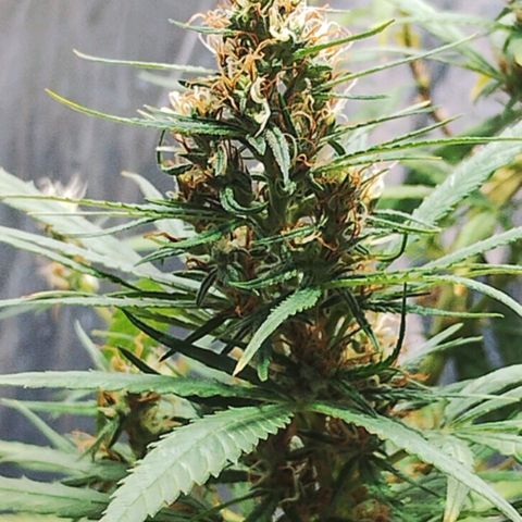"Guerreira"🌱🪴 growlog timeline photo