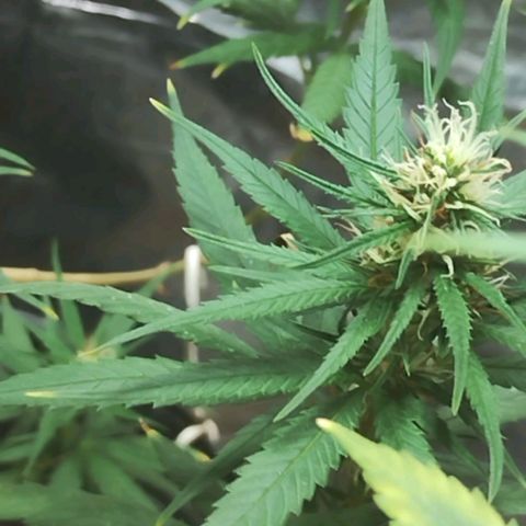 "Guerreira"🌱🪴 growlog timeline photo