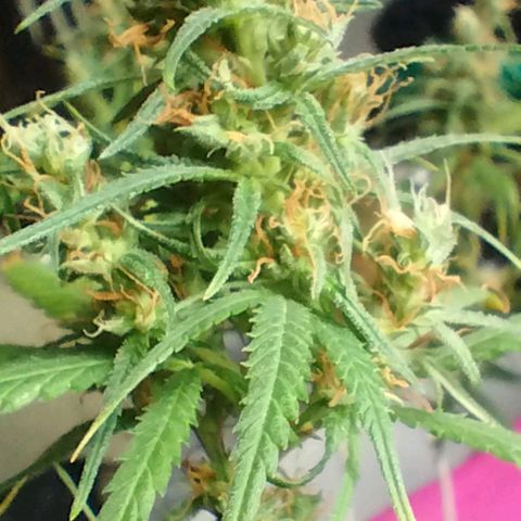 "Guerreira"🌱🪴 growlog timeline photo