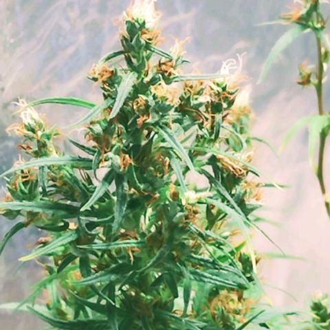 "Guerreira"🌱🪴 growlog timeline photo