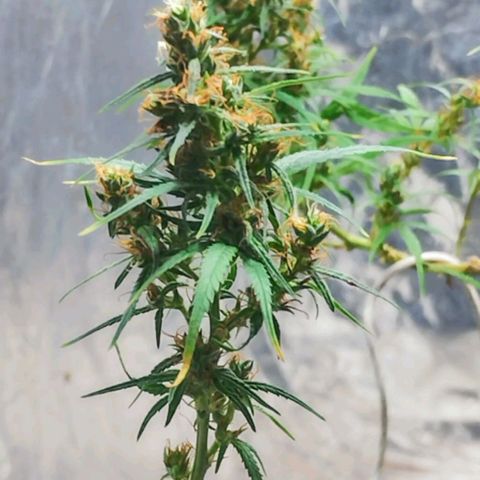 "Guerreira"🌱🪴 growlog timeline photo