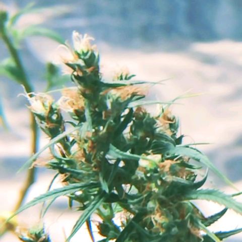 "Guerreira"🌱🪴 growlog timeline photo