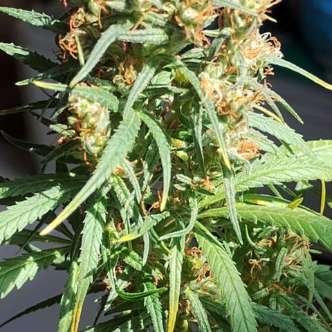 "Guerreira"🌱🪴 growlog timeline photo