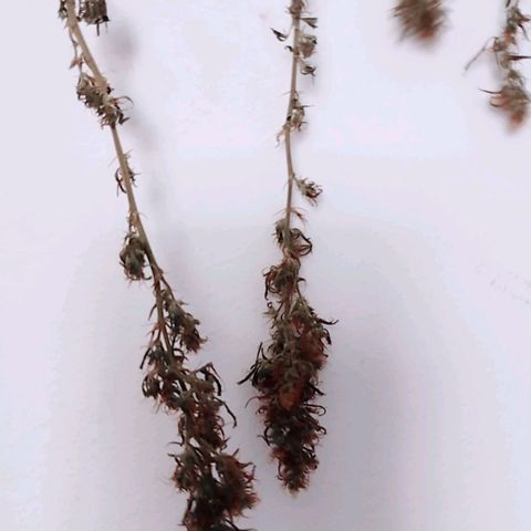 "Guerreira"🌱🪴 growlog timeline photo