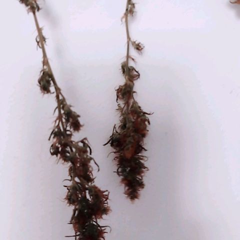 "Guerreira"🌱🪴 growlog timeline photo