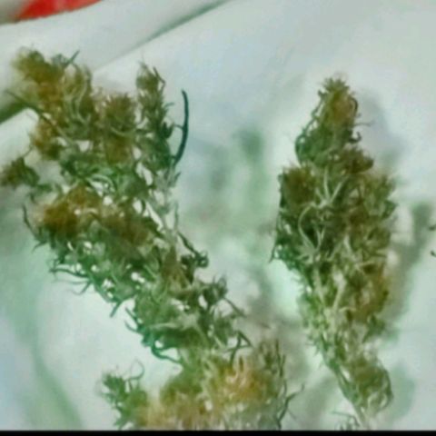 "Guerreira"🌱🪴 growlog photo: Agonia ao extremo 🤤🤤🪴
