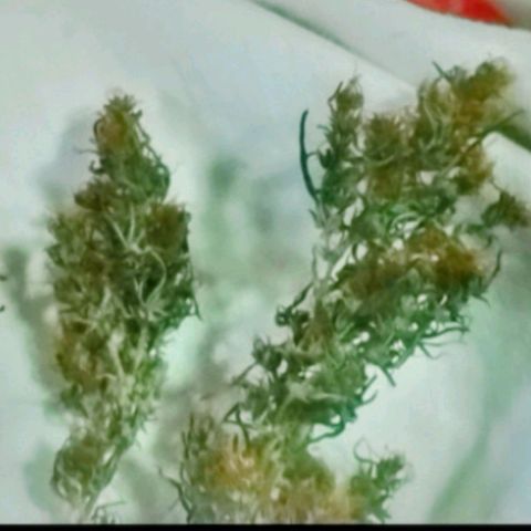 "Guerreira"🌱🪴 growlog photo: Agonia ao extremo 🤤🤤🪴