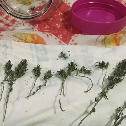 "Guerreira"🌱🪴 growlog photo: Agonia ao extremo 🤤🤤🪴