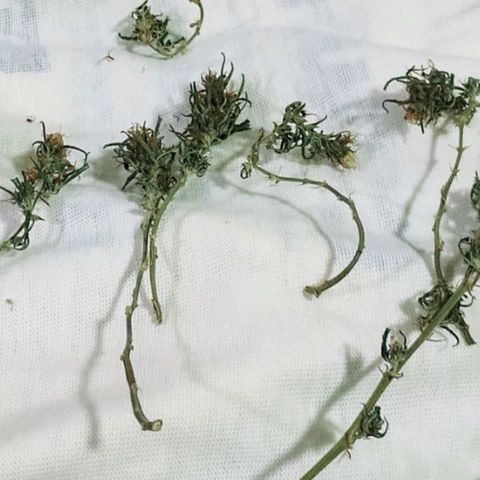 "Guerreira"🌱🪴 growlog photo: Agonia ao extremo 🤤🤤🪴