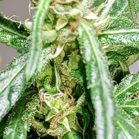 🌱 "Sky"2GRF🌱 growlog photo: Após a Mudança de Vaso🏺
Ela está mudando...
Sigo de 👀🌱💚