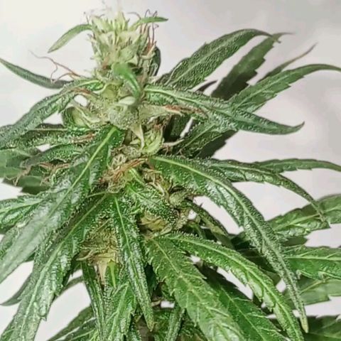 🌱 "Sky"2GRF🌱 growlog photo: Após a Mudança de Vaso🏺
Ela está mudando...
Sigo de 👀🌱💚