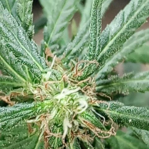 🌱 "Sky"2GRF🌱 growlog timeline photo