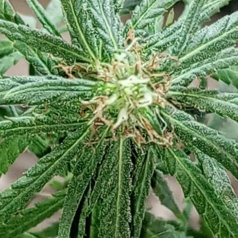 🌱 "Sky"2GRF🌱 growlog timeline photo