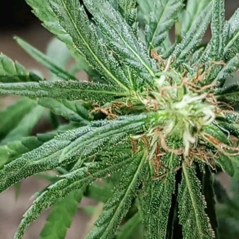 🌱 "Sky"2GRF🌱 growlog timeline photo