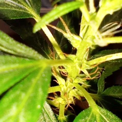 "Sky"🌱 growlog photo: Após a Mudança de Vaso, ela aparentemente, voltou pra Flora.🤦🏽