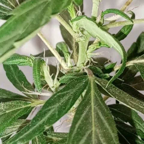 "Sky"🌱 growlog photo: Após a Mudança de Vaso, ela aparentemente, voltou pra Flora.🤦🏽