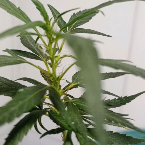 "Sky"🌱 growlog photo: Após a Mudança de Vaso, ela aparentemente, voltou pra Flora.🤦🏽