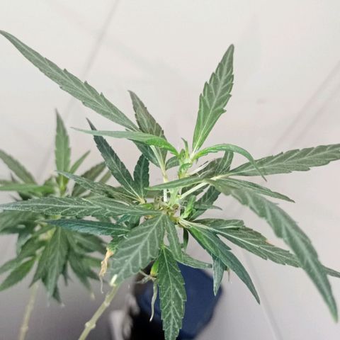 "Sky"🌱 growlog photo: Após a Mudança de Vaso, ela aparentemente, voltou pra Flora.🤦🏽