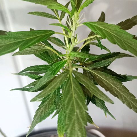 "Sky"🌱 growlog photo: Após a Mudança de Vaso, ela aparentemente, voltou pra Flora.🤦🏽