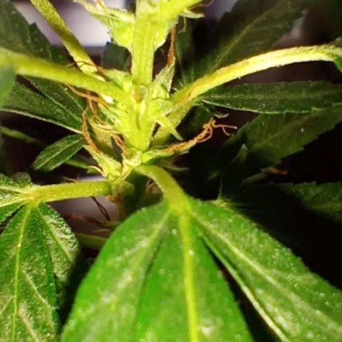 "Sky"🌱 growlog photo: Após a Mudança de Vaso, ela aparentemente, voltou pra Flora.🤦🏽