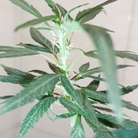 "Sky"🌱 growlog photo: Após a Mudança de Vaso, ela aparentemente, voltou pra Flora.🤦🏽