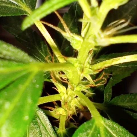 "Sky"🌱 growlog photo: Após a Mudança de Vaso, ela aparentemente, voltou pra Flora.🤦🏽