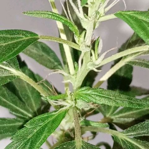 "Sky"🌱 growlog photo: Após a Mudança de Vaso, ela aparentemente, voltou pra Flora.🤦🏽