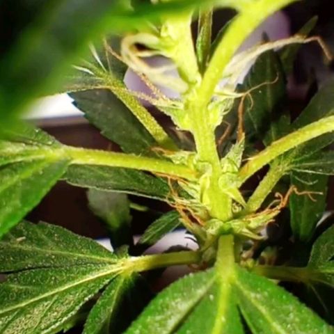 "Sky"🌱 growlog photo: Após a Mudança de Vaso, ela aparentemente, voltou pra Flora.🤦🏽