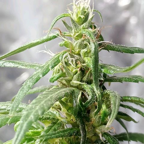 🌱 "Sky"2GRF🌱 growlog timeline photo