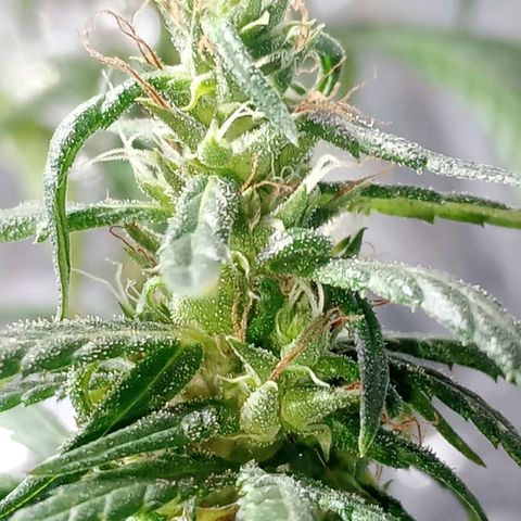 🌱 "Sky"2GRF🌱 growlog timeline photo