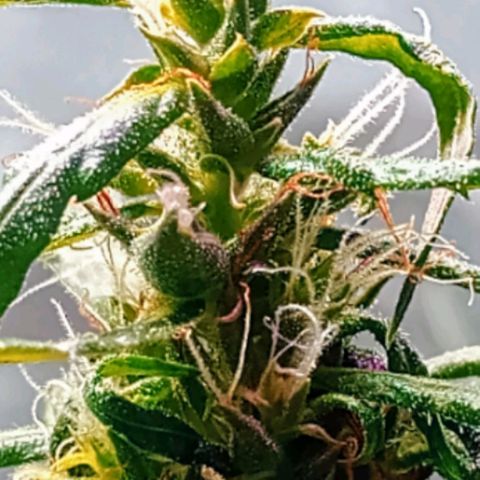 🌱 "Sky"2GRF🌱 growlog photo: Um dia após uma REGA BEM SUSPEITA🤦🏽😬😮‍💨