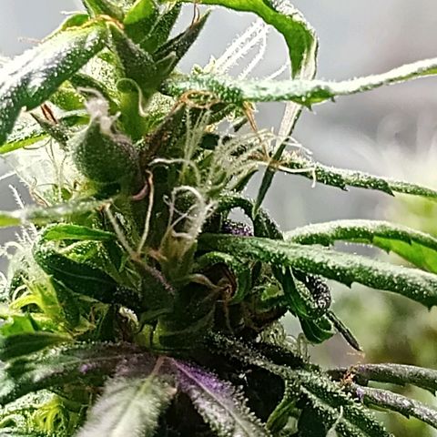 🌱 "Sky"2GRF🌱 growlog photo: Um dia após uma REGA BEM SUSPEITA🤦🏽😬😮‍💨
