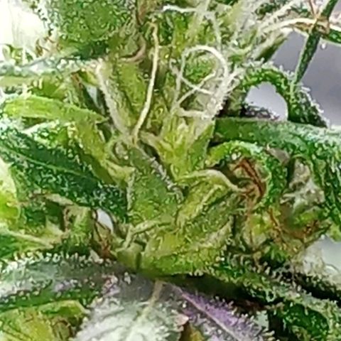 🌱 "Sky"2GRF🌱 growlog photo: Um dia após uma REGA BEM SUSPEITA🤦🏽😬😮‍💨