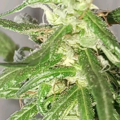 🌱 "Sky"2GRF🌱 growlog photo: Um dia após uma REGA BEM SUSPEITA🤦🏽😬😮‍💨