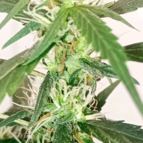 "Sky"🌱 growlog photo: Revegetando