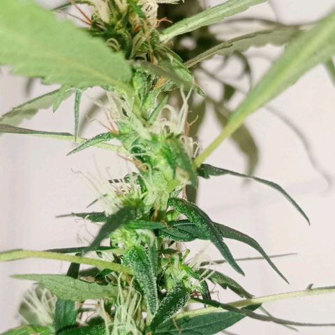 "Sky"🌱 growlog photo: Revegetando