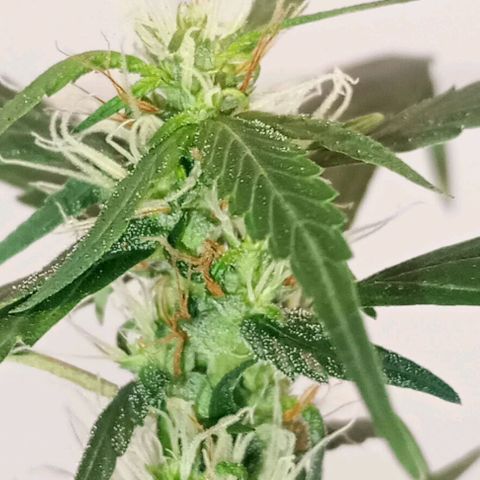 "Sky"🌱 growlog photo: Revegetando