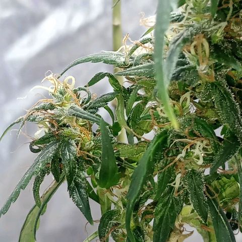 "Sky"🌱 growlog timeline photo