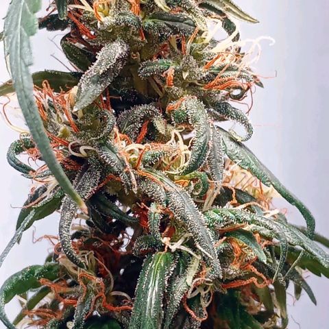 "Sky"🌱 growlog timeline photo