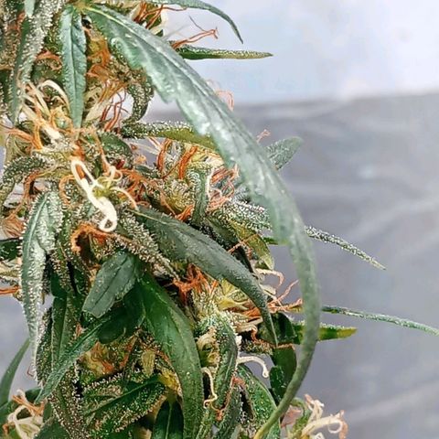 "Sky"🌱 growlog timeline photo