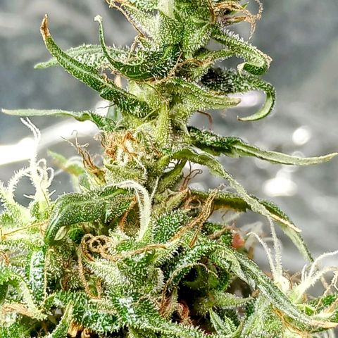🌱 "Sky"2GRF🌱 growlog timeline photo