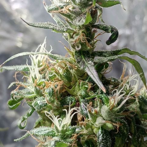 🌱 "Sky"2GRF🌱 growlog timeline photo