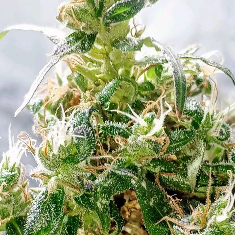 🌱 "Sky"2GRF🌱 growlog timeline photo