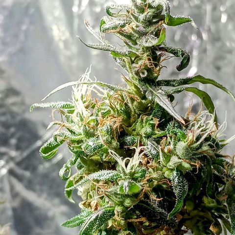 🌱 "Sky"2GRF🌱 growlog timeline photo