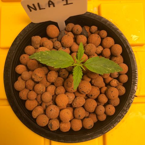 Northern Lights Auto growlog timeline photo