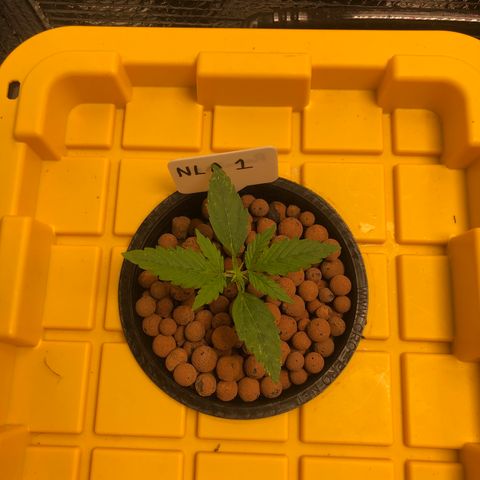 Northern Lights Auto growlog timeline photo