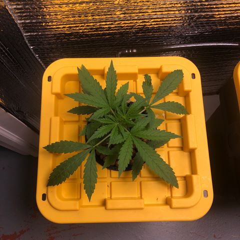 Northern Lights Auto growlog timeline photo