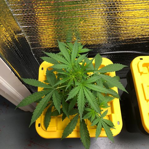 Northern Lights Auto growlog timeline photo